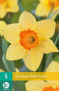 X 5 Narcissus Red Devon - afbeelding 2