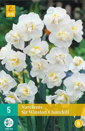 5 NARCISSUS SIR WINSTON CHURCHILL 12/14