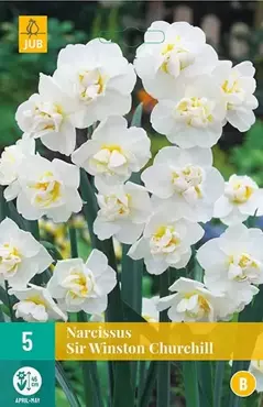 5 NARCISSUS SIR WINSTON CHURCHILL 12/14