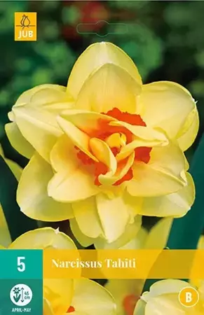 X 5 Narcissus Tahiti - afbeelding 1