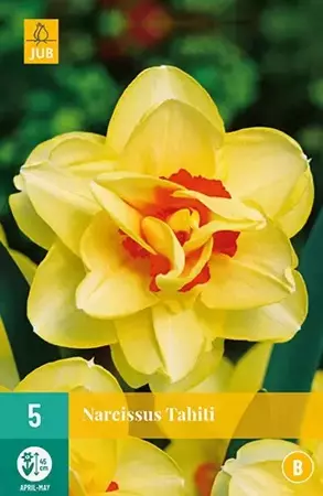 X 5 Narcissus Tahiti - afbeelding 2