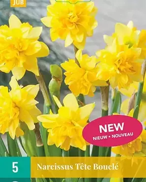 X 5 Narcissus Tête Bouclé - afbeelding 2