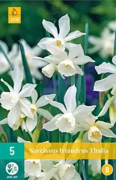 X 5 Narcissus triandrus Thalia - afbeelding 2