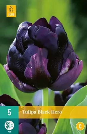 X 5 Tulipa Black Hero - afbeelding 2