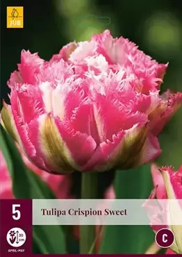 X 5 Tulipa Crispion Sweet - afbeelding 1