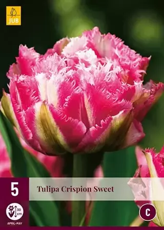X 5 Tulipa Crispion Sweet - afbeelding 2