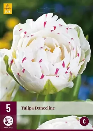 X 5 Tulipa Danceline - afbeelding 1