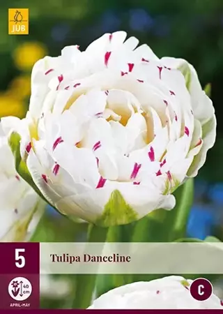 X 5 Tulipa Danceline - afbeelding 2
