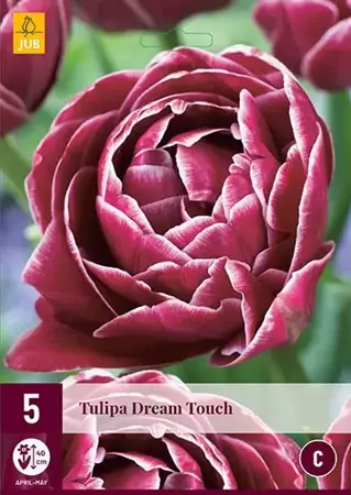 X 5 Tulipa Dream Touch - afbeelding 1