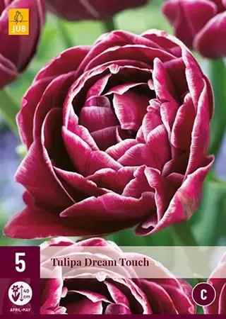 X 5 Tulipa Dream Touch - afbeelding 2