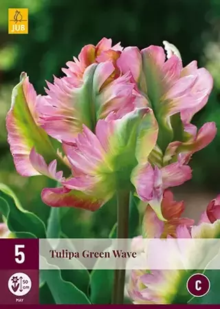 X 5 Tulipa Green Wave - afbeelding 2