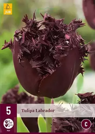 X 5 Tulipa Labrador - afbeelding 1
