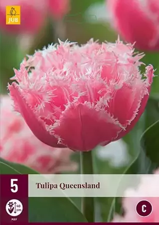 X 5 Tulipa Queensland - afbeelding 1