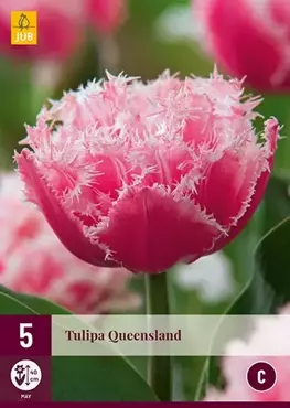 X 5 Tulipa Queensland - afbeelding 2