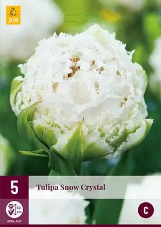 X 5 Tulipa Snow Crystal - afbeelding 1