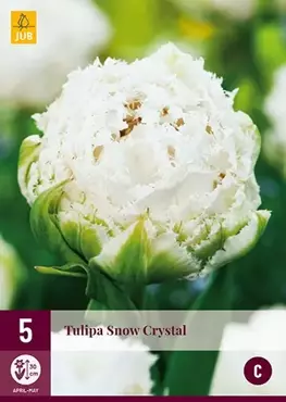 X 5 Tulipa Snow Crystal - afbeelding 2