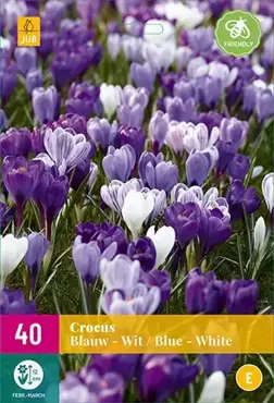 X 40 Crocus blauw/wit - afbeelding 2