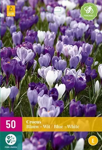 X 40 Crocus blauw/wit