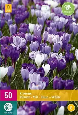 X 40 Crocus blauw/wit - afbeelding 1