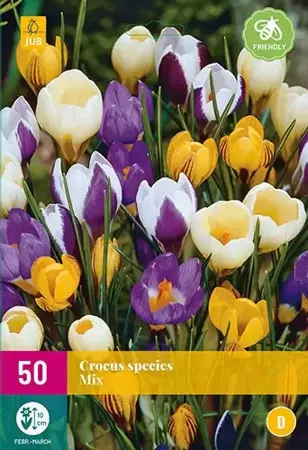 50 CROCUS SPECIES mix 5/+