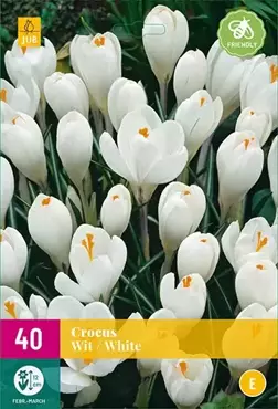 X 40 Crocus wit - afbeelding 2