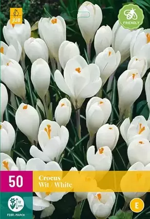 X 40 Crocus wit - afbeelding 1