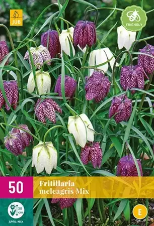 X 50 Fritillaria meleagris mix - afbeelding 2