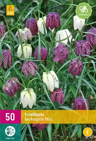 X 50 Fritillaria meleagris mix - afbeelding 1