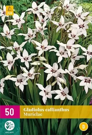 50 Gladiolus Callianthus - afbeelding 2