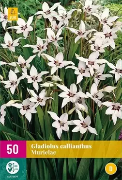50 Gladiolus Callianthus - afbeelding 2