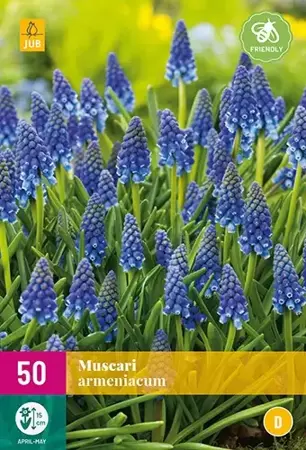 X 50 Muscari armeniacum - afbeelding 2