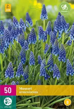 X 50 Muscari armeniacum - afbeelding 1