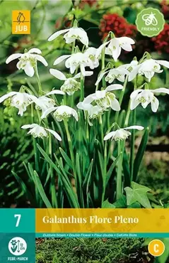 X 7 Galanthus Flore Pleno - afbeelding 1