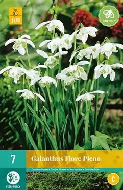 X 7 Galanthus Flore Pleno - afbeelding 2