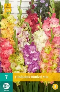 7 Gladiolus Ruffled Mix