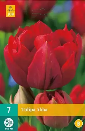 X 7 Tulipa Abba - afbeelding 1