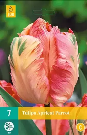 X 7 Tulipa Apricot Parrot - afbeelding 1