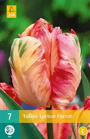 X 7 Tulipa Apricot Parrot - afbeelding 2