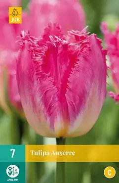 X 7 Tulipa Auxerre - afbeelding 2