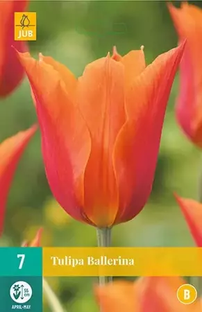 X 7 Tulipa Ballerina - afbeelding 1