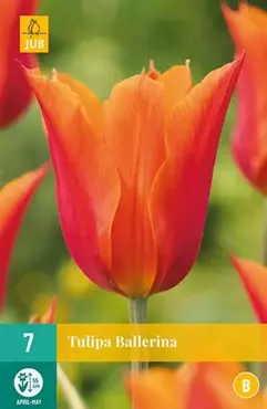 X 7 Tulipa Ballerina - afbeelding 2