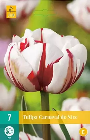 X 7 Tulipa Carnaval de Nice - afbeelding 1