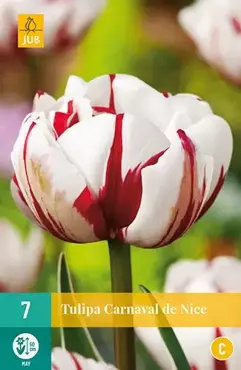 X 7 Tulipa Carnaval de Nice - afbeelding 2