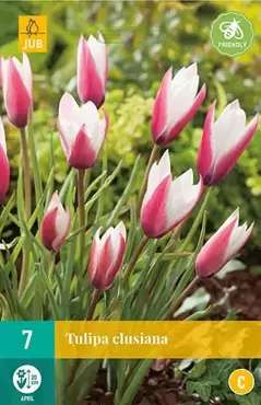 X 7 Tulipa clusiana - afbeelding 1
