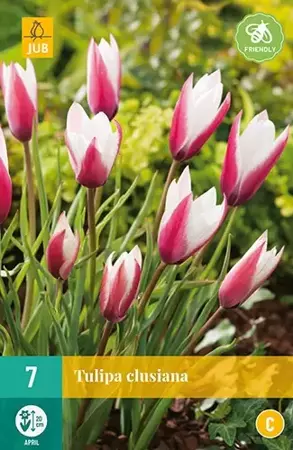 X 7 Tulipa clusiana - afbeelding 2