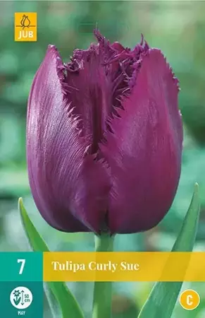 X 7 Tulipa Curly Sue - afbeelding 1