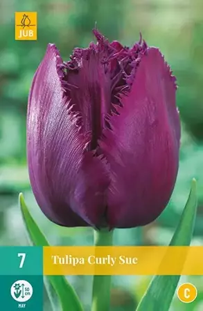 X 7 Tulipa Curly Sue - afbeelding 2