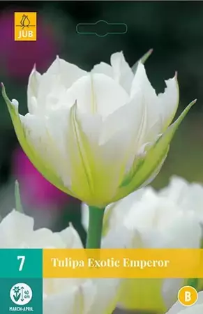 X 7 Tulipa Exotic Emperor - afbeelding 1