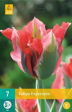 X 7 Tulipa Esperanto - afbeelding 1