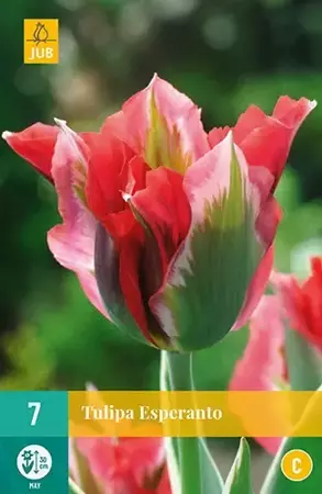 X 7 Tulipa Esperanto - afbeelding 2